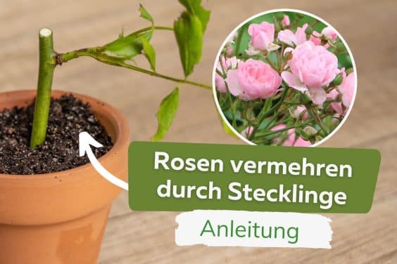 Rosen vermehren durch Stecklinge Titel