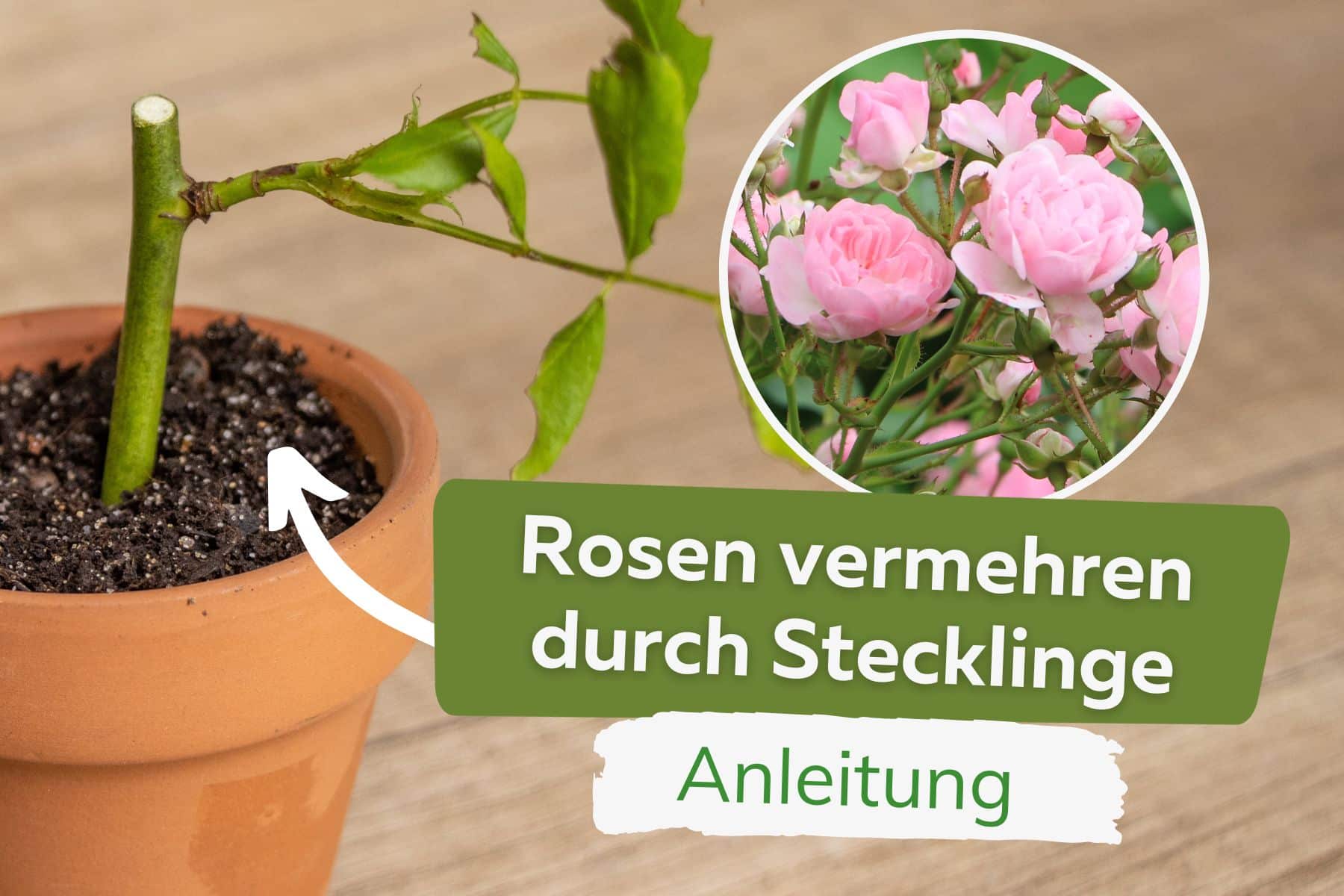 Rosen vermehren durch Stecklinge Titel