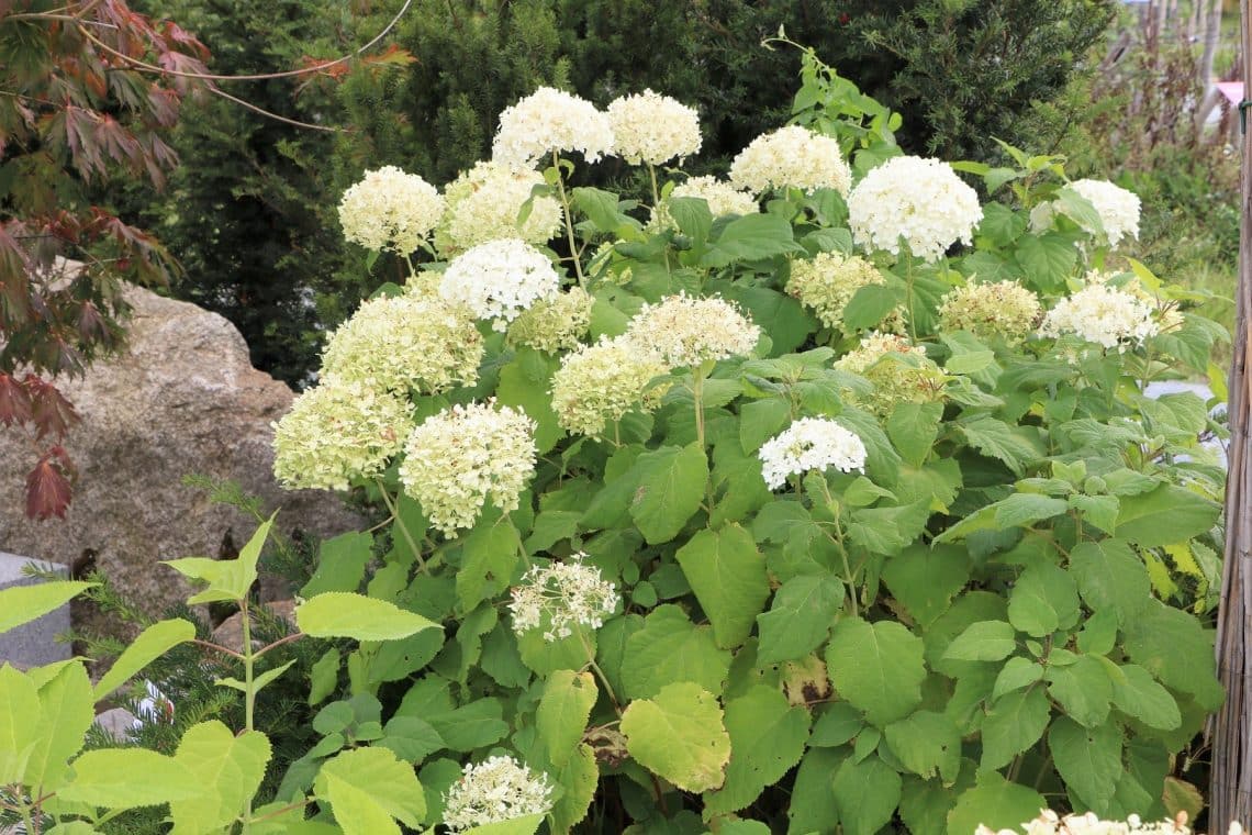 Schneeballhortensie (Hydrangea arborescens 'Annabelle')