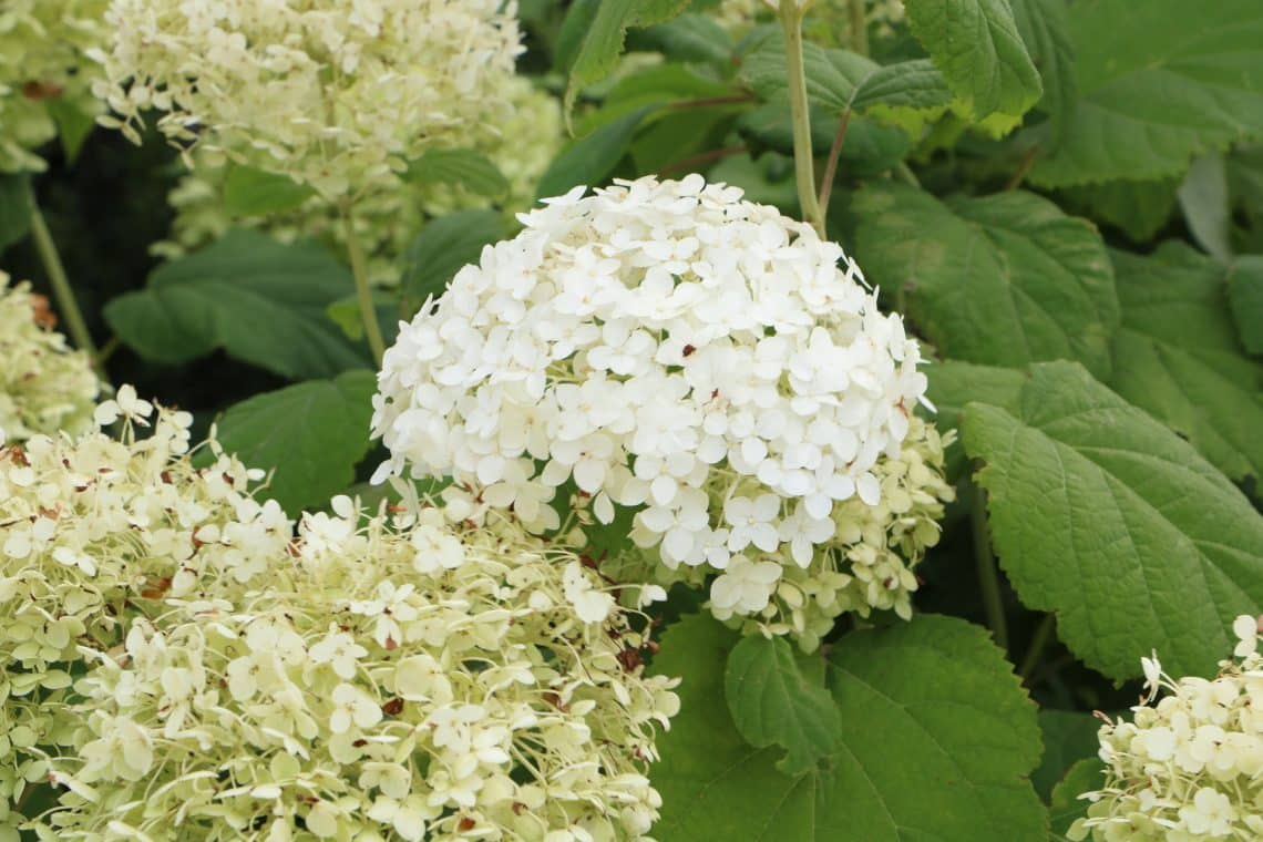 Schneeballhortensie mit großer Blüte