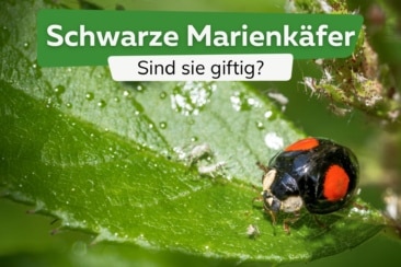 Schwarzer Marienkäfer Porträt: ist er giftig?