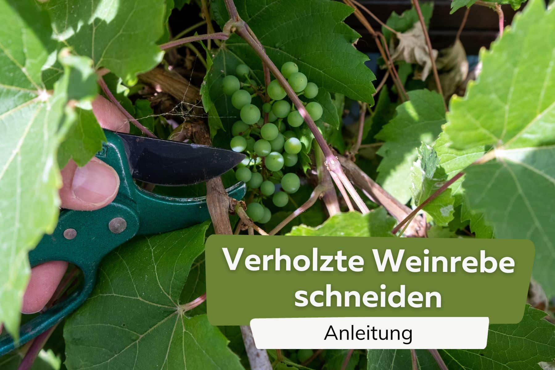 verholzten Weinstock schneiden Titel