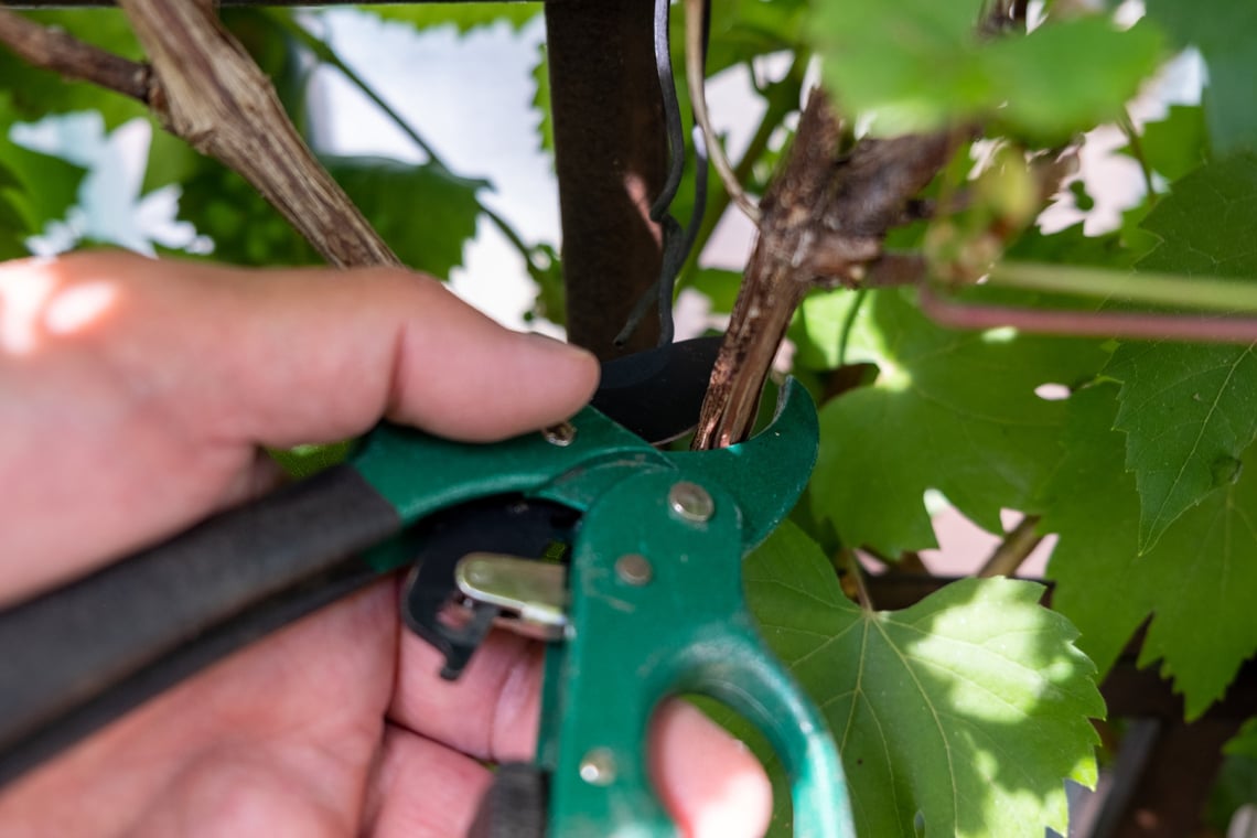 Verholzter Weinast abschneiden