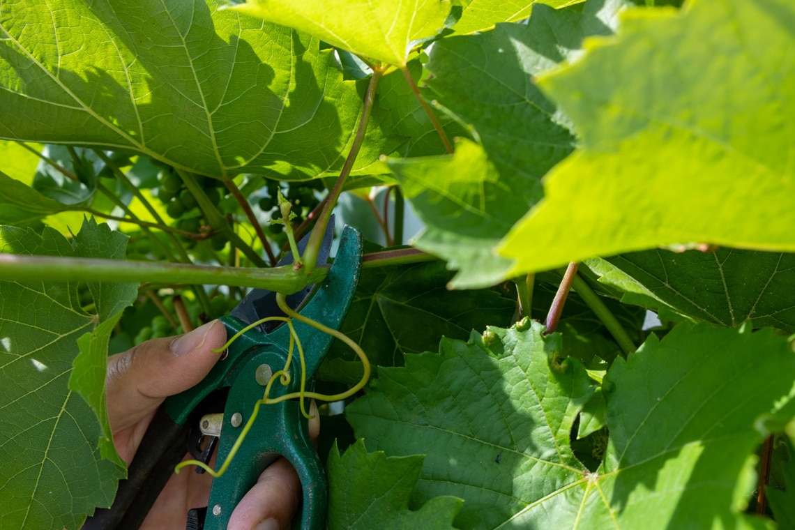 Wein verschneiden