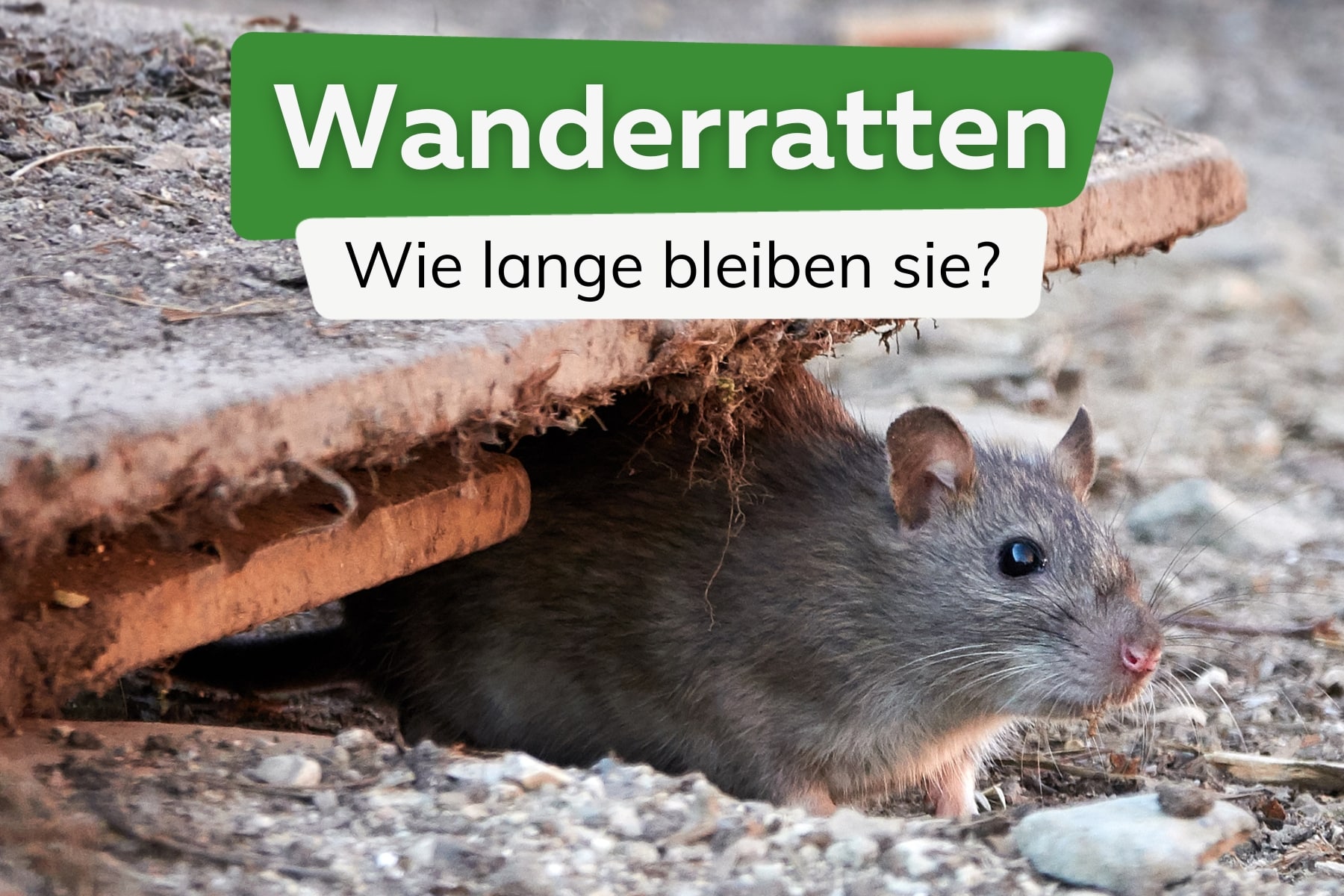 Wie lange bleiben Wanderratten?