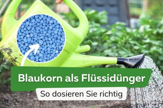 Wie viel Blaukorn in 10 Liter Wasser auflösen?