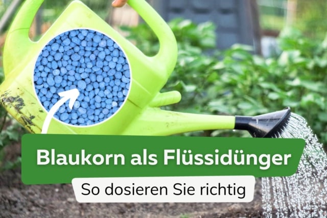 Kann Man Blaukorn In Wasser Auflösen Wie viel Blaukorn in 10 Liter auflösen?