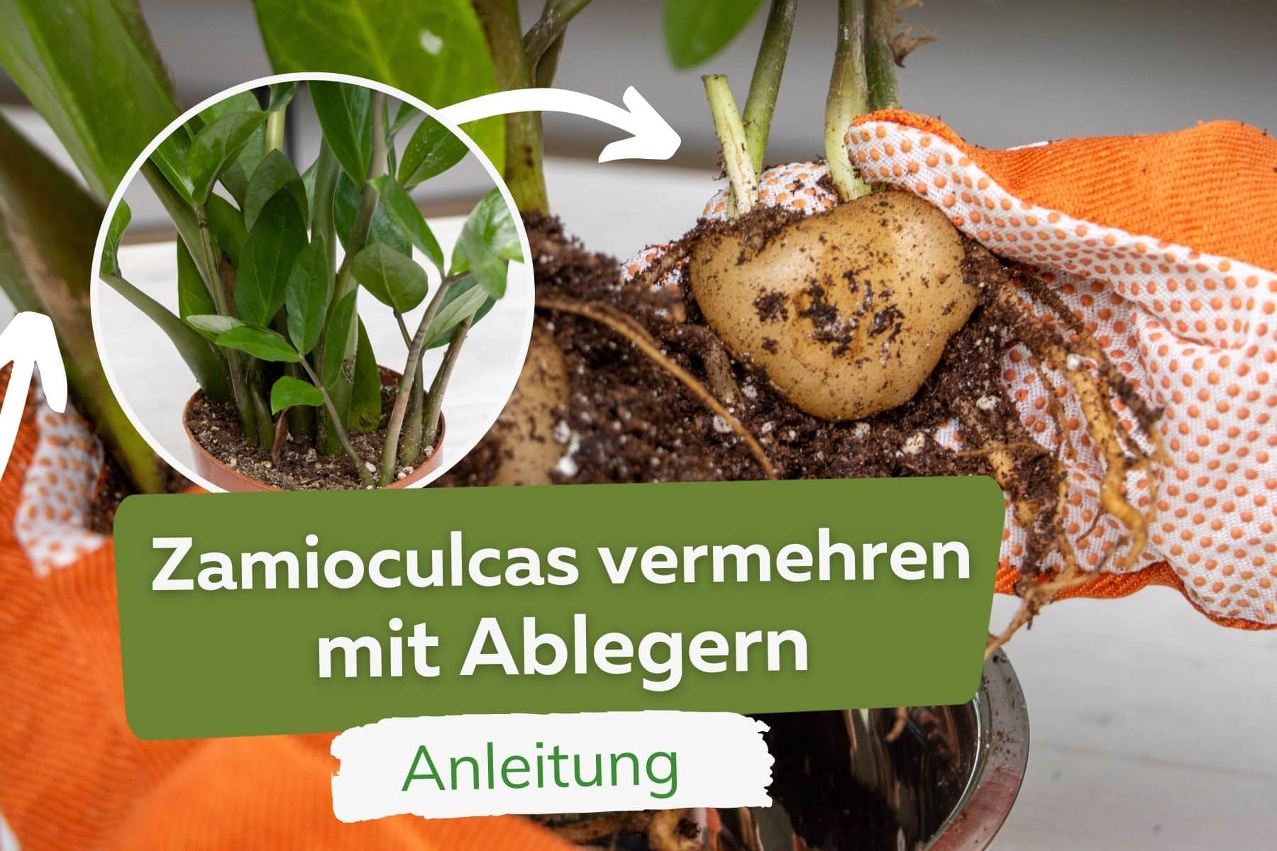 Zamioculcas vermehren mit Ableger Titel