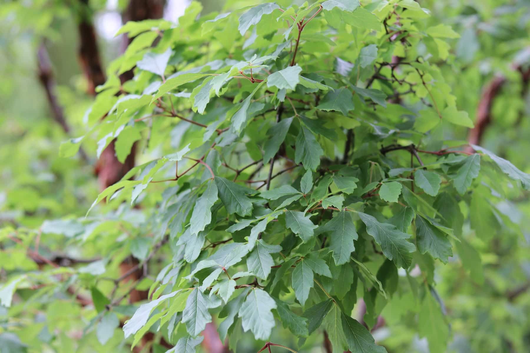 Zimt-Ahorn (Acer griseum)