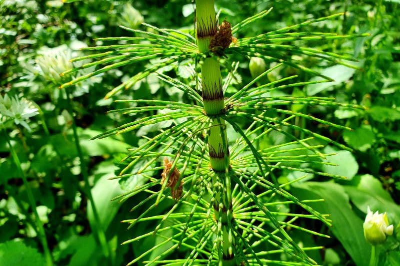 Ackerschachtelhalm (Equisetum arvense)