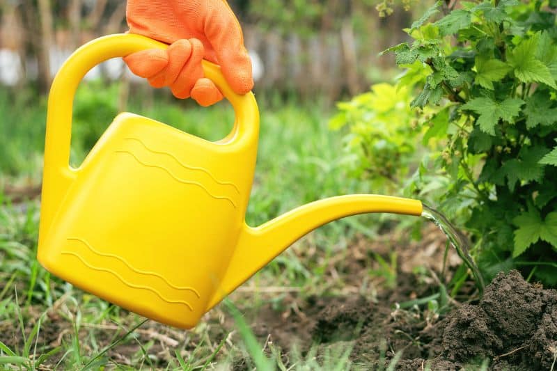 Pflanzen mit verdünnter Ackerschachtelhalmjauche gießen