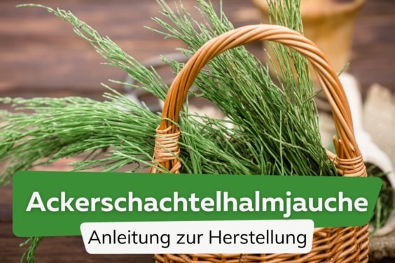 Ackerschachtelhalmjauche herstellen