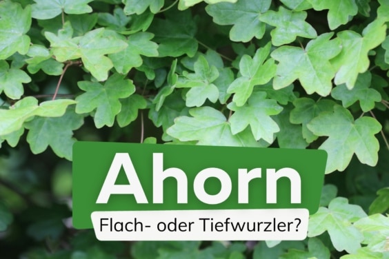 Ahorn - Flachwurzler oder Tiefwurzler?