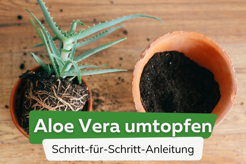 Aloe Vera umtopfen