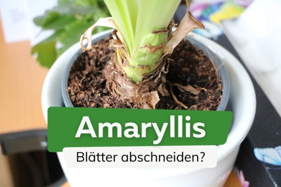 Darf man Blätter der Amaryllis abschneiden?