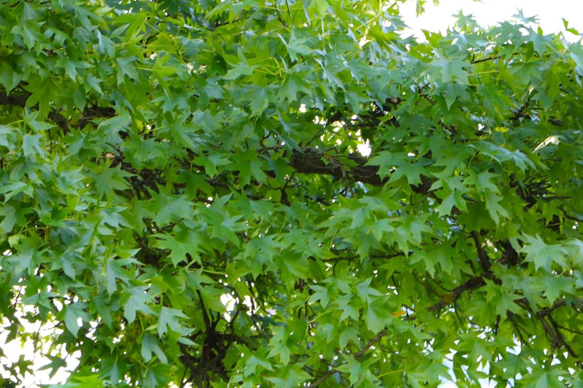 Amberbaum (Liquidambar styraciflua)