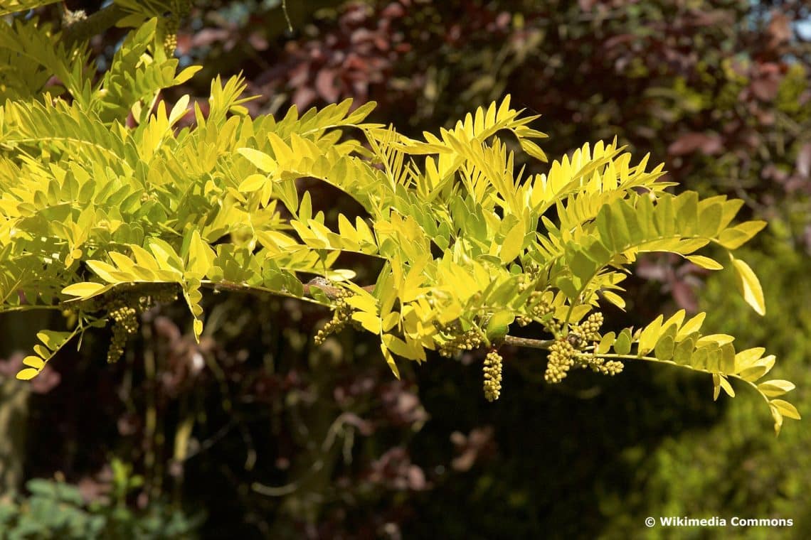 Amerikanische Gleditschie 'Sunburst' (Gleditsia triacanthos)