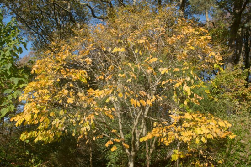 Amerikanisches Gelbholz (Cladrastis kentukea)