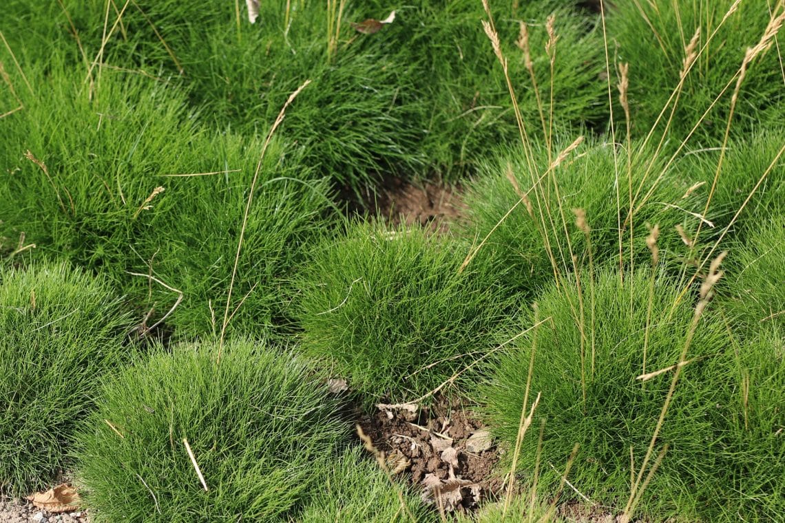 Bärenfellschwingel (Festuca gautieri)