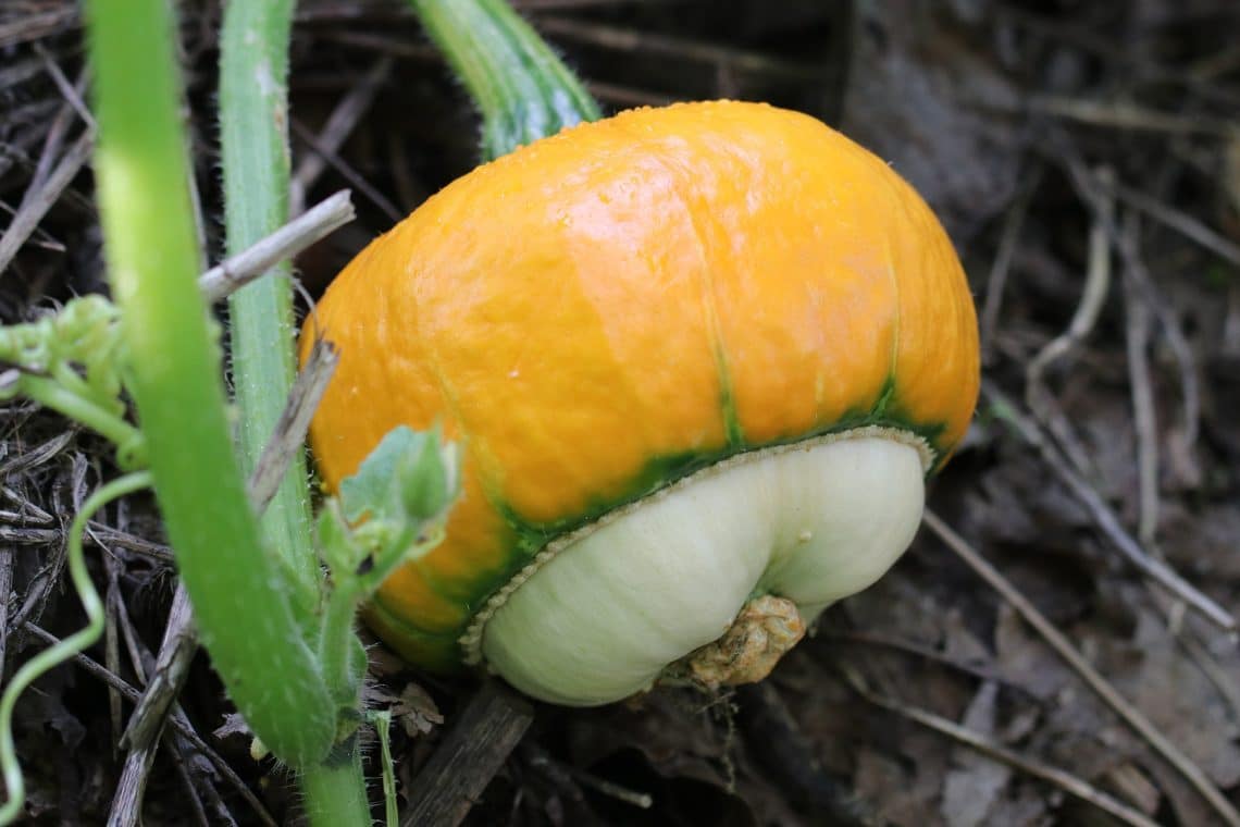 Kürbis Bischofsmütze im Garten