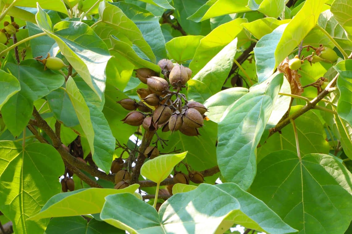 Blauglockenbaum (Paulownia tomentosa)