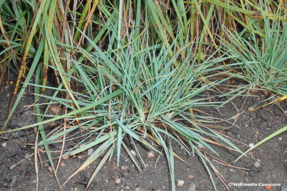 Blaugrünes Schillergras (Koeleria glauca)