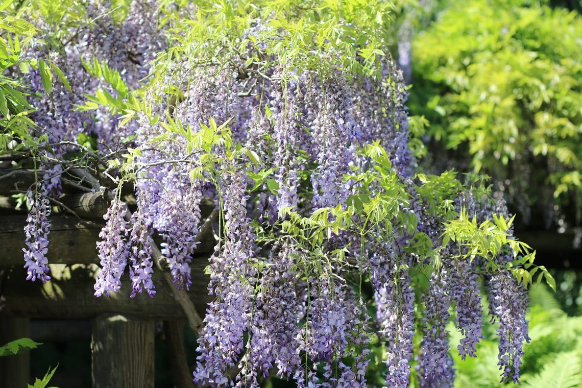 Blauregen (Wisteria floribunda)Sichtschutz alternative