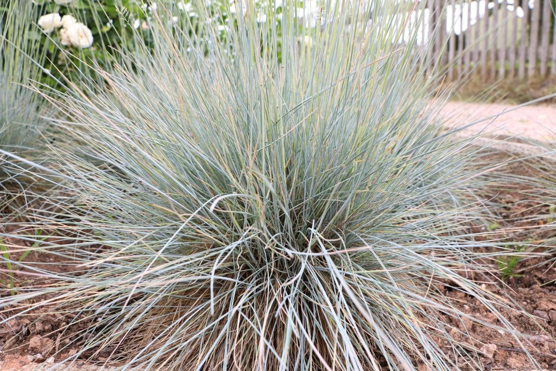 Blauschwingel (Festuca cinerea)