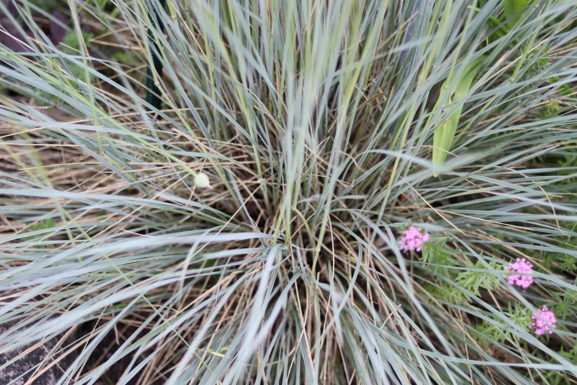 Blaustrahlhafer (Helictotrichon sempervirens)