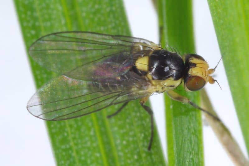 Blumenkohlminierfliege (Phytomyza rufipes)