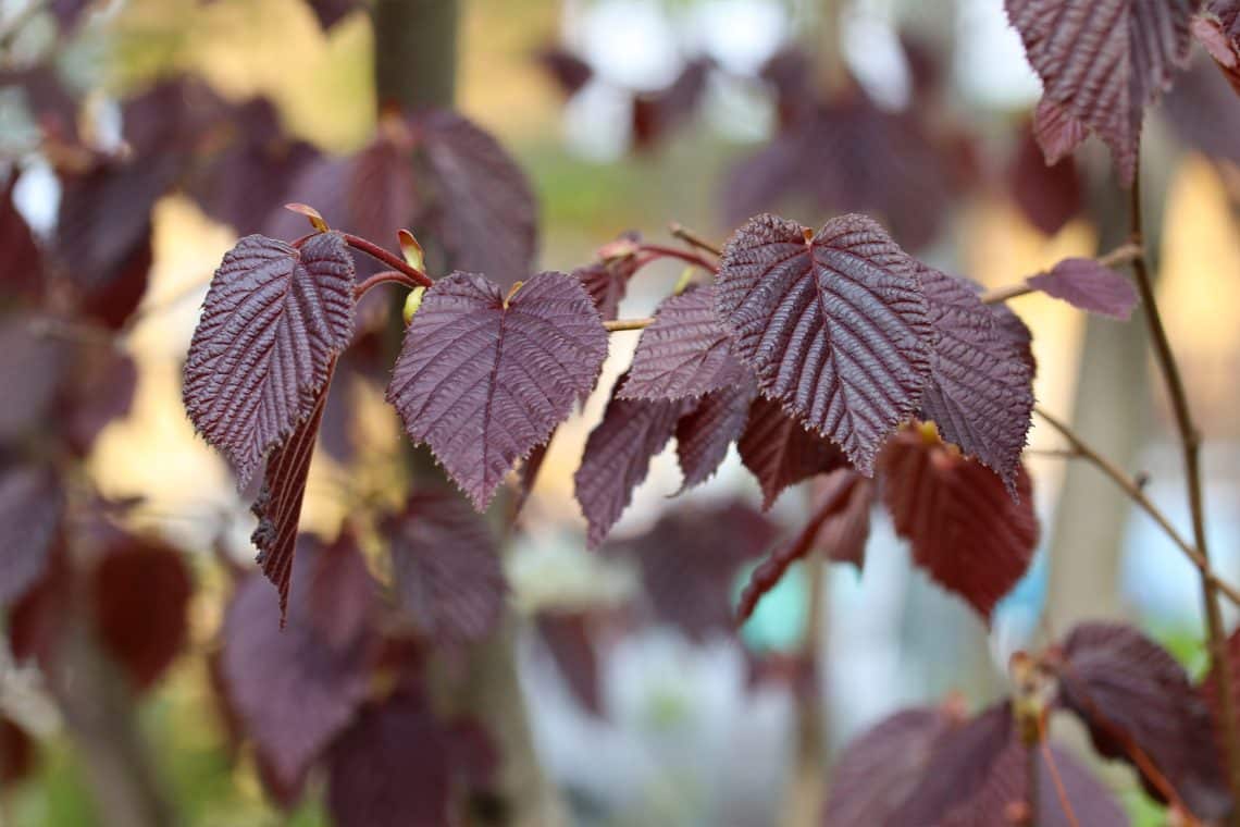 Bluthasel (Corylus maxima)