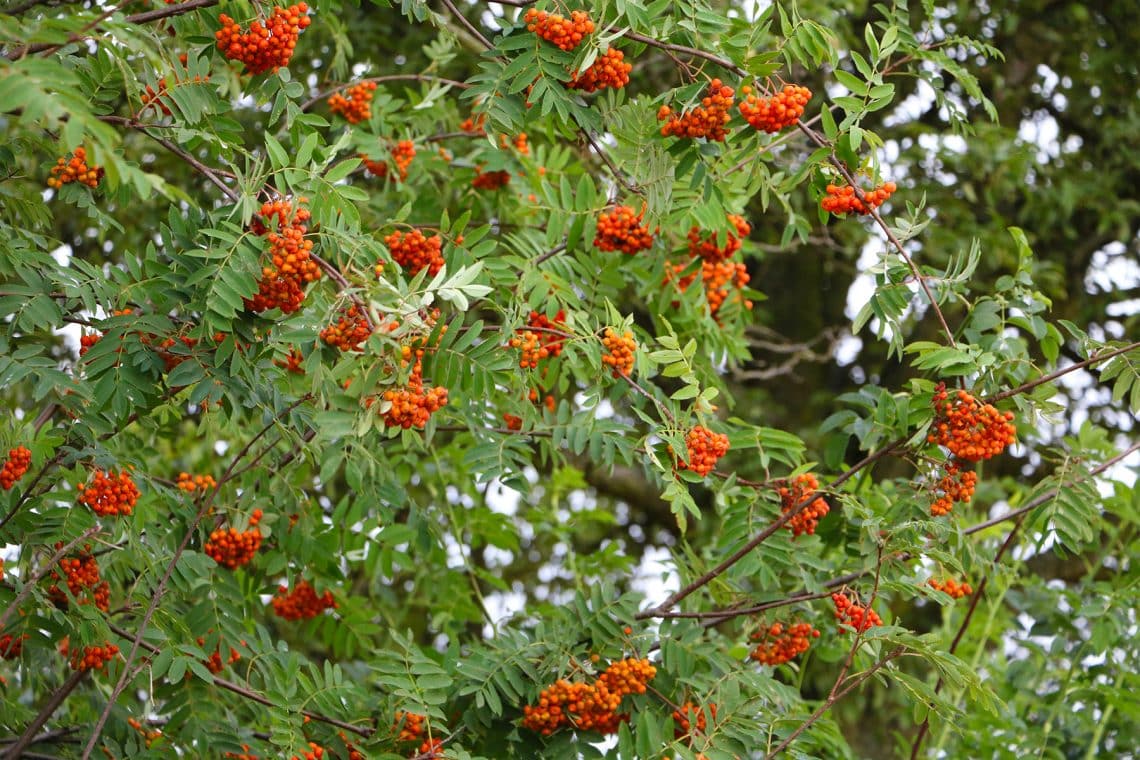 Eberesche (Sorbus aucuparia)