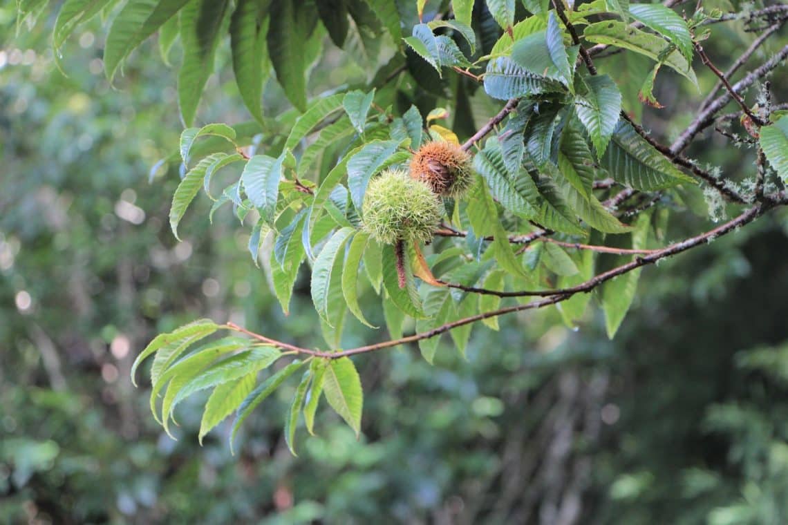 Edelkastanie (Castanea sativa)