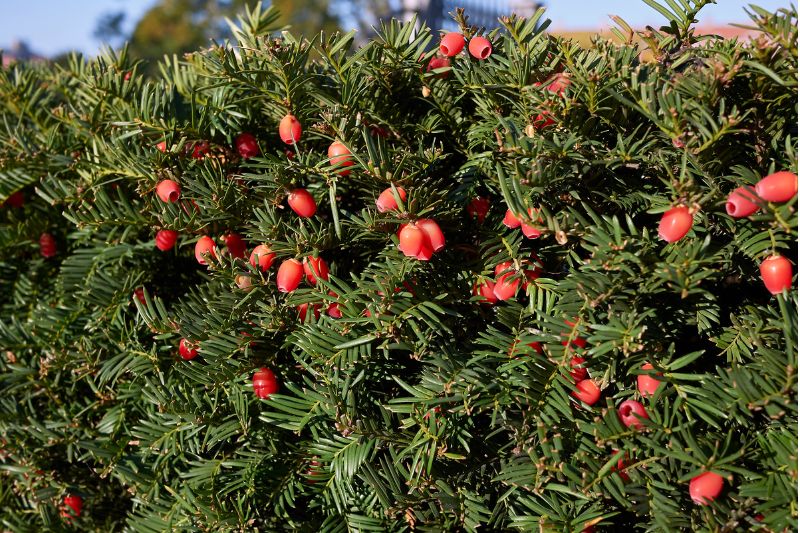 Eiben (Taxus baccata)