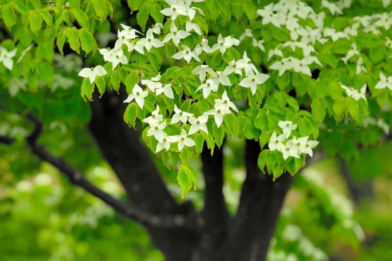 Etagen-Hartriegel (Cornus controversa)