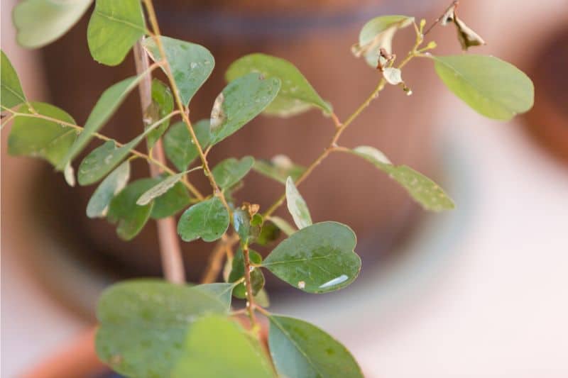 Eucalyptus camphora 'Lucky Country'