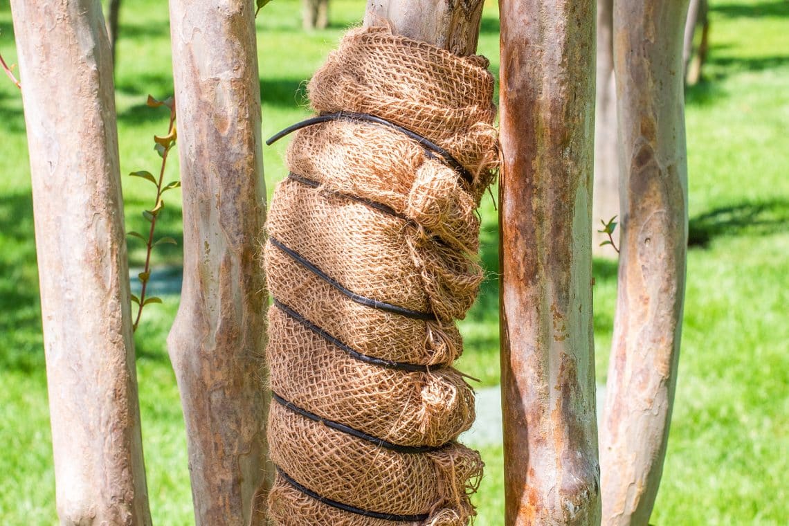 Stamm mit Jute eingewickelt