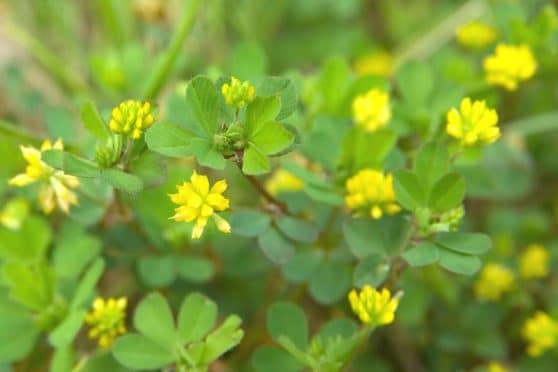 Gelb Blhendes Unkraut Im Rasen