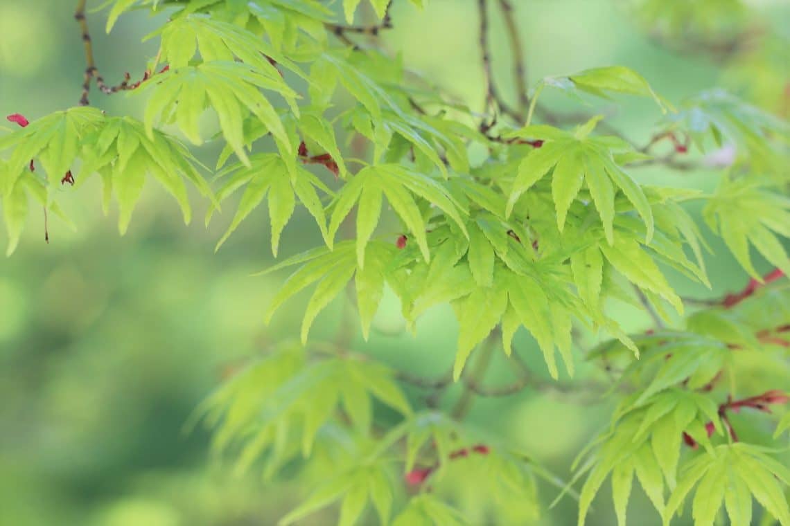 Fächerahorn (Acer palmatum)