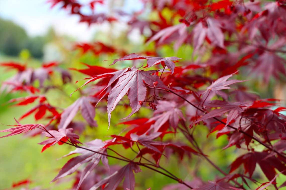 Fächerahorn (Acer palmatum)