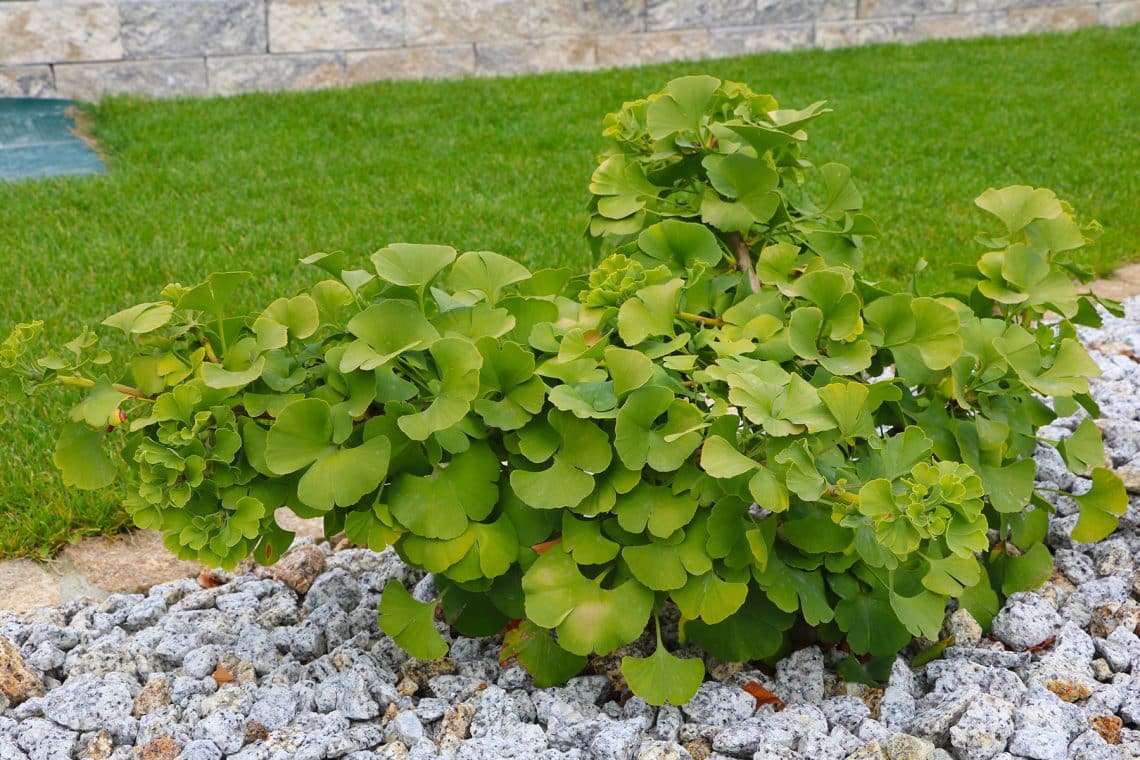 Fächerblattbaum (Ginkgo biloba)