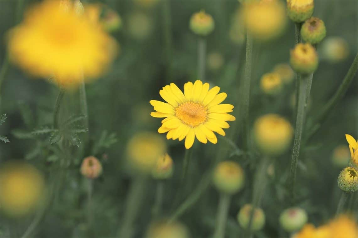 Färber-Hundskamille (Anthemis tinctoria)