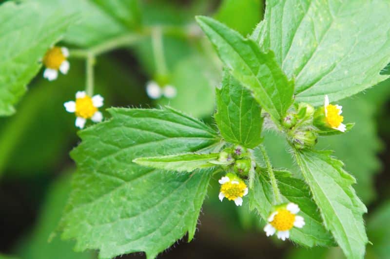 Gelb blühendes Unkraut im Rasen - Franzosenkraut (Galinsoga parviflora)