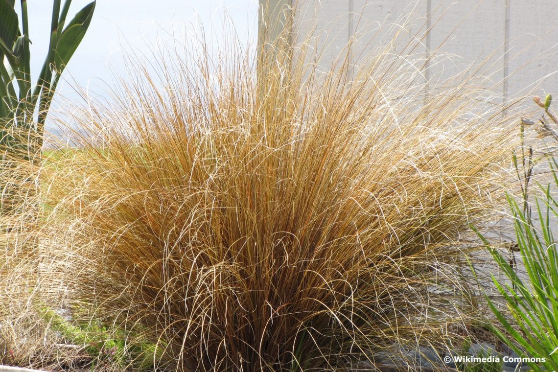 Fuchsrote Neuseeland-Segge (Carex buchananii)