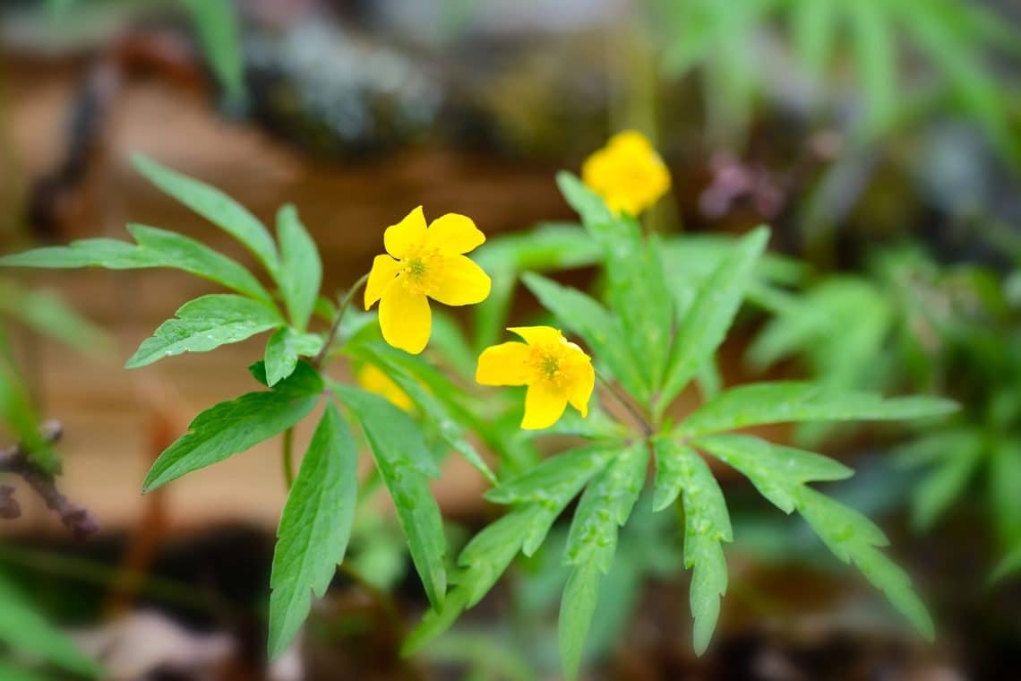 Gelbes Windröschen (Anemone ranunculoides)