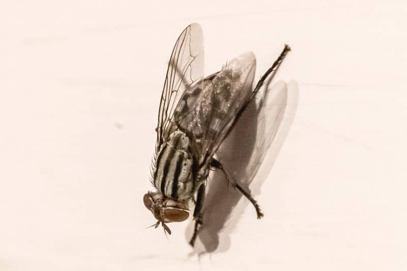 Gemeine Stubenfliege (Musca domestica) an Wand