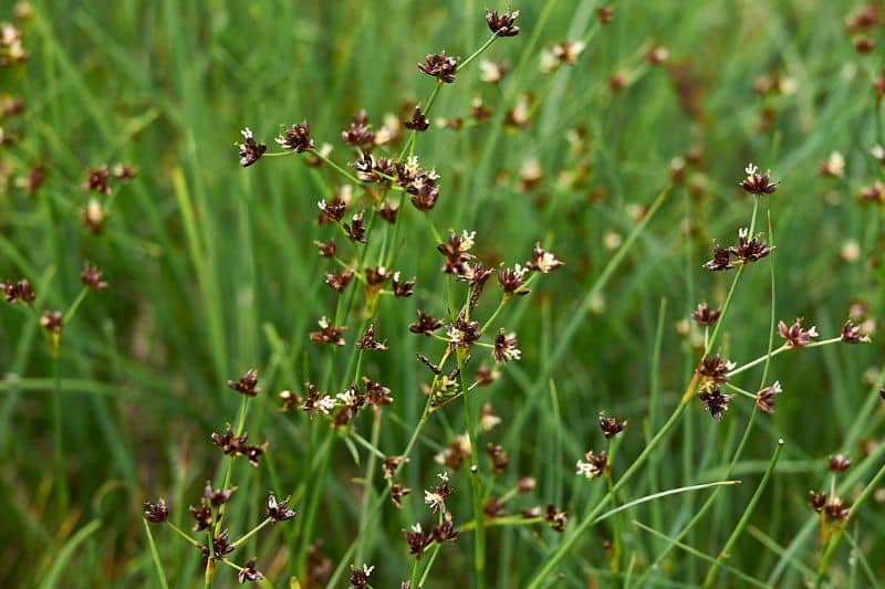 Glieder-Binse (Juncus articulatus)