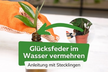 Glücksfeder mit Stecklingen im Wasser vermehren