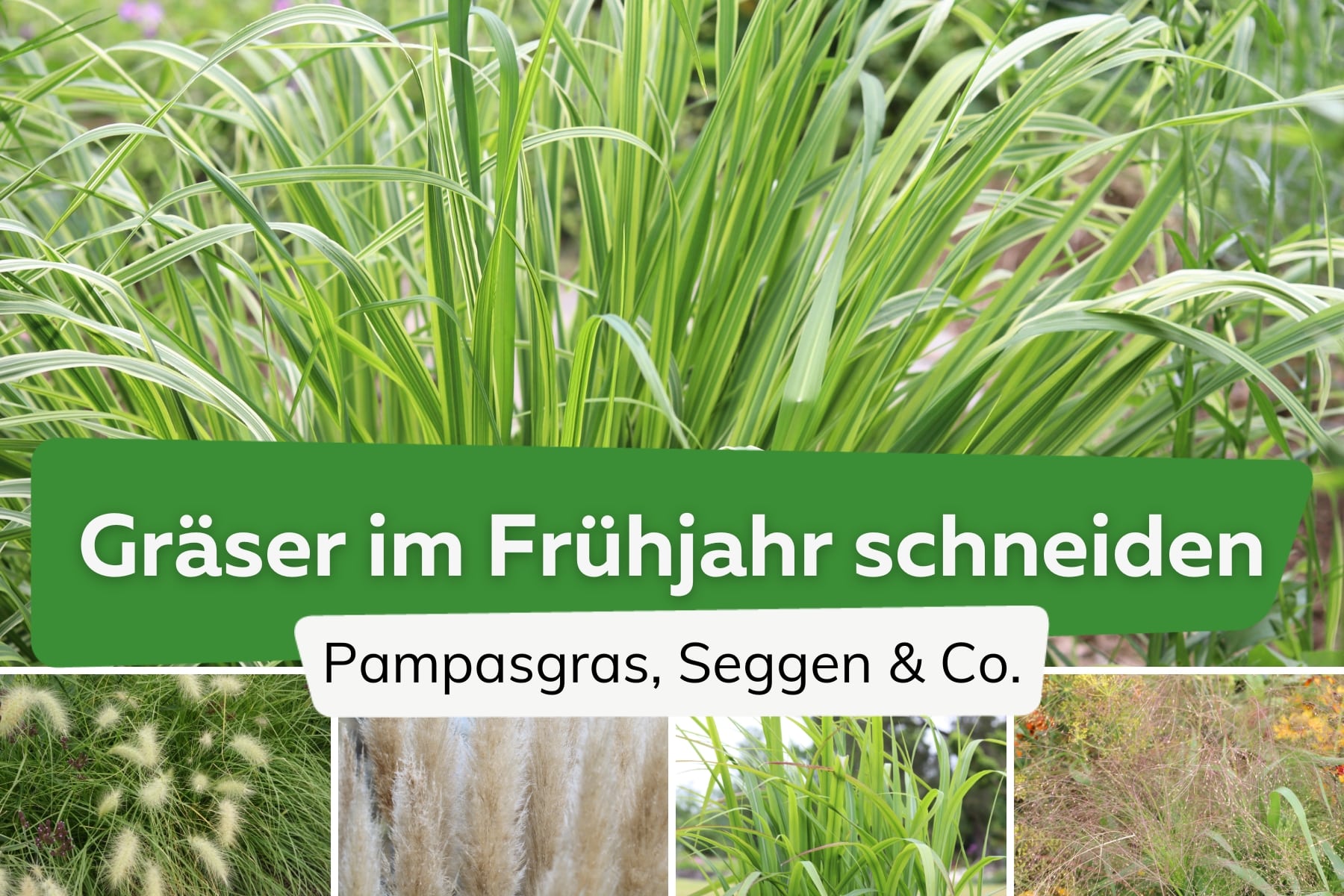 Gräser im Frühjahr schneiden