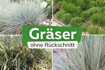 Gräser, die man nicht schneiden muss